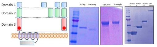ADGRL 단백질 도메인 모식도와 도메인별 발현 테스트