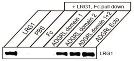 LRG1과 ADGRL 단백질 결합 Minimal Binding 도메인 탐색