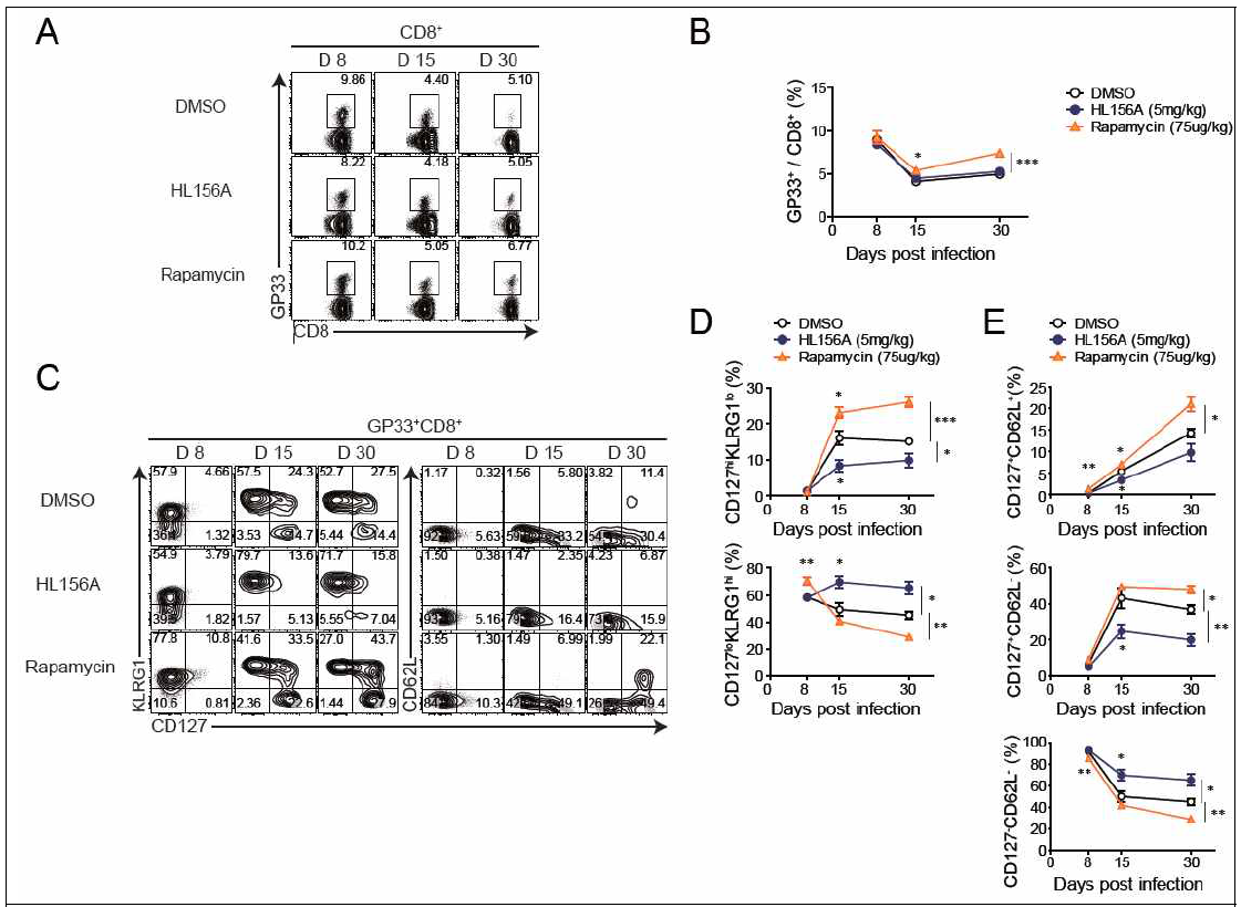 in vivo에서 HL156A 처리군과 Rapamycin 처리군에서 시간에 따른 CD8+ T cell 분화 양상