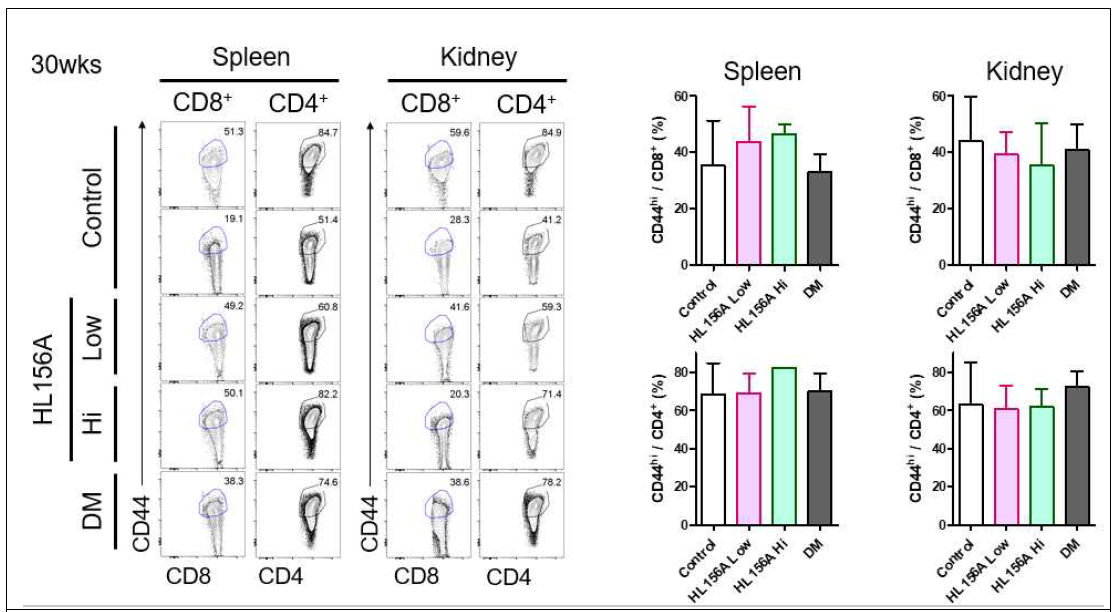 Spleen 및 kidney에서 activated T cell 분화 양상