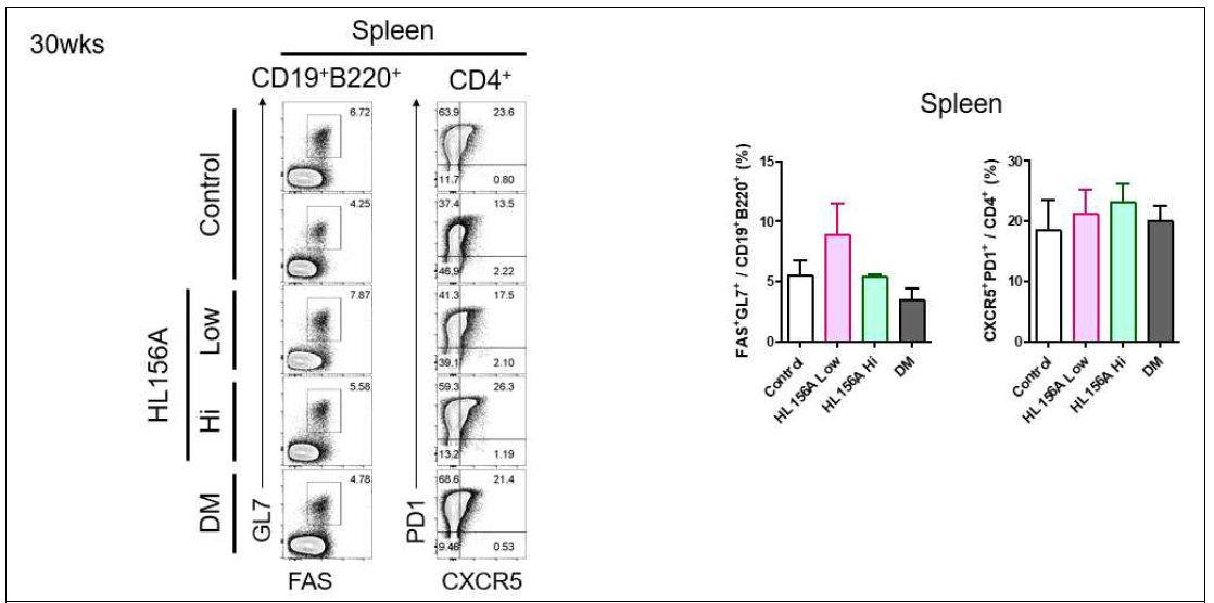 Spleen에서 plasma cell 및 Tfh 분화 양상