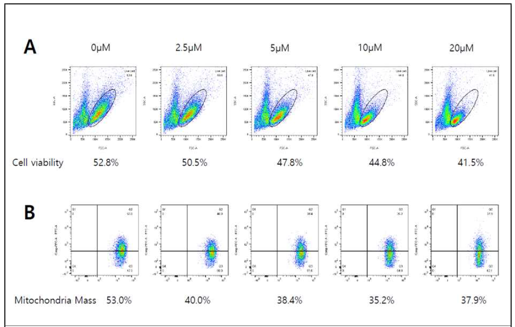 HL-156에 따른 pan T cell survival 과 T cell 내 mitochondria 변화