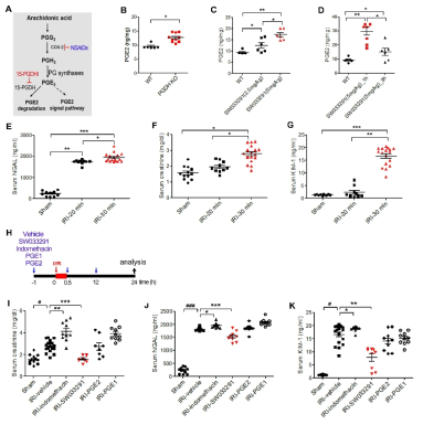 급성 허혈성 신손상 모델에서의 PGDH억제제 처리에 따른 renal injury biomarker 변화