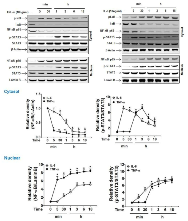 TNF-α 및 IL-6 간 cross-talk: TNF-α 및 IL-6 처리 시간에 따른 NF-κB 및 STAT3의 활성화 및 핵으로 이동 현상