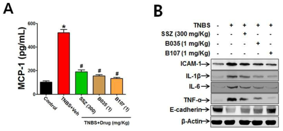 TNBS-유도 장염 조직의 MCP-1, ICAM-1, 염증성 사이토카인(IL-1β, IL-6, TNF-α) 및 tight junction 인자 E-cadherin 발현에 미치는 B035 및 B107 화합물의 효능 비교 평가