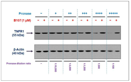 B107 존재하에 pronase 효소에 의한 TNFR 분해 차단을 나타내는 DARTS 시험