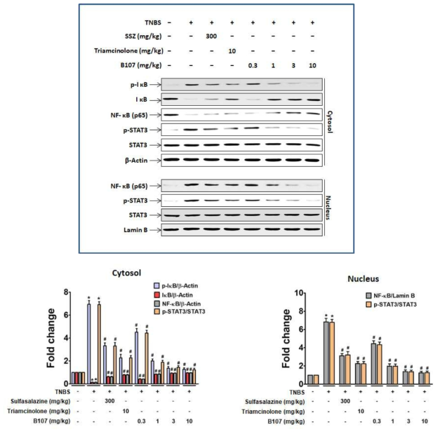 TNBS-유도 장염 랫드의 장조직에서 전사인자 NF-κB와 p-STAT3의 핵내 이동에 대한 B107의 역제 효과