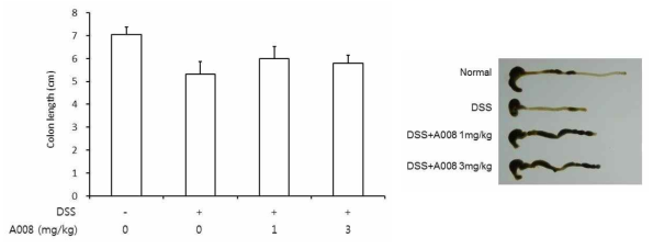 Effects of A008 on the colon length of DSS-induced colitis. Mice colon samples were collected on the day of sacrifice. (a) Colon length of each group. (b) Macroscopic images of the colon