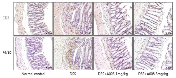 Immunohistochemical analysis of CD3 and F4/80 expression in the colon of C57BL/6 mice