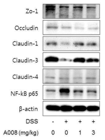 Expressions of tight junction and adherens junction proteins. Protein lysates of isolated colonic epithelial cells from control or DSS-treated mice at day 36 were subjected to Western blotting with Zo-1, Occludin, Claudin-1, Claudin-3, Claudin-4 and NF-kB p65 antibodies