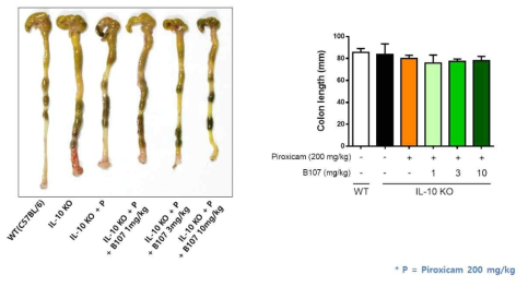 Colon length of IL-10 knock out mice treated with piroxicam and B107