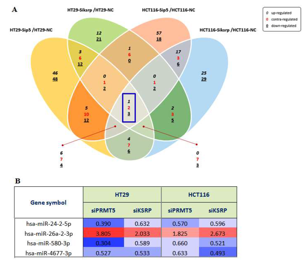 HCT116과 HT29세포에서 KSRP 및 PRMT5 발현억제에 의해 조절되는 miRNA