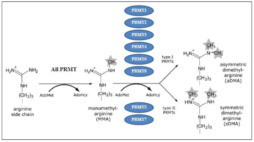 단백질 arginine 메틸화 반응 및 촉매효소