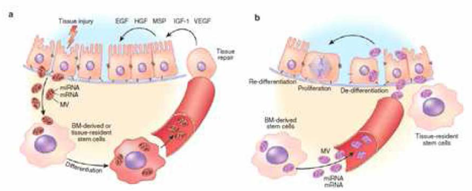 eMV에 의해 줄기세포와 손상 받은 세포의 유전적인 정보 전달