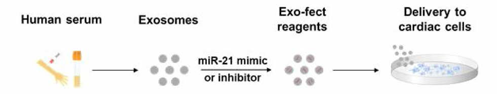 miRNA21을 삽입한 성분강화 소포체를 심장세포에 전달하는 모식도
