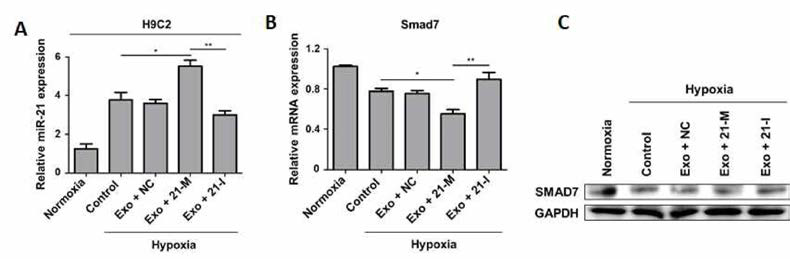 허혈에 노출된 H9C2 세포 모델에서 성분 강화 엑소좀을 투여 한 투 miR21 및 Smad7의 변화 비교