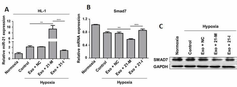 허혈에 노출된 HL-1 세포 모델에서 성분 강화 엑소좀을 투여 한 후 miR-21 및 Smad7의 변화 비교