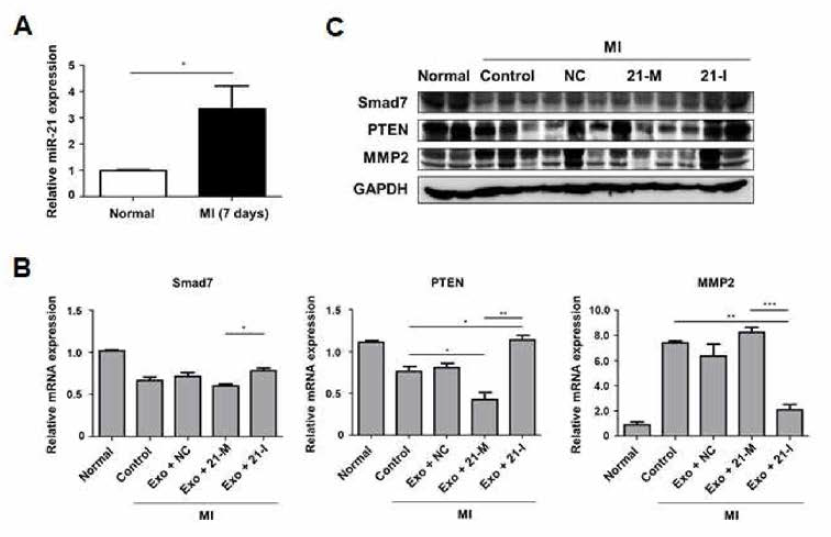 심근경색 모델에서 성분 강화 엑소좀 투여에 따른 miR-21, Smad7, PTEN, MMP2의 변화