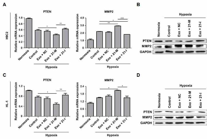 허혈 노출 세포에서 PTEN, MMP2의 성분 강화 엑소좀에 따른 변화