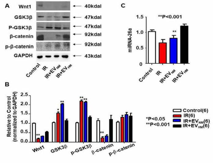 성분 강화 미세 소포체 투여와 GSK3β 및 p-β-catenin 변화