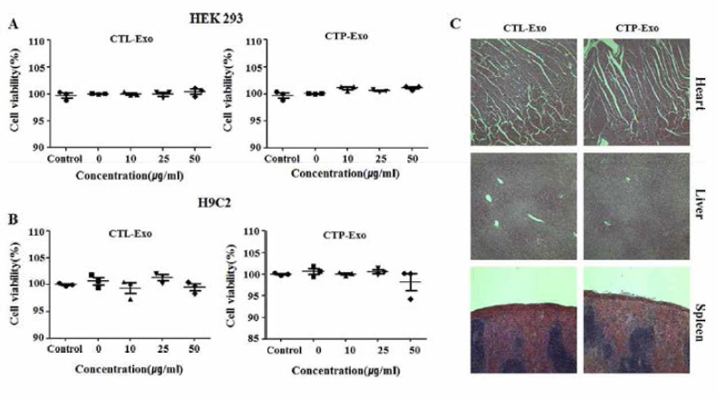 Stability of CTL-Exo and CTP-Exo. A, HEK 293 cells. B, H9C2 cells. C, H&E staining