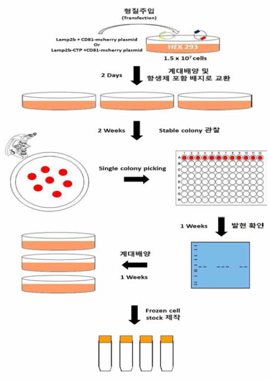LAMP2b plasmid 와 CD81-mcherry plasmid를 형질주입한 cell bank를 구축하는 방법을 모식도로 설명함