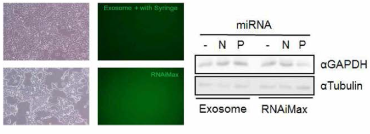 Calcium-Phosphate 방법을 이용한 FITC-miRNA의 Exosome내 전달 및 효율 조사