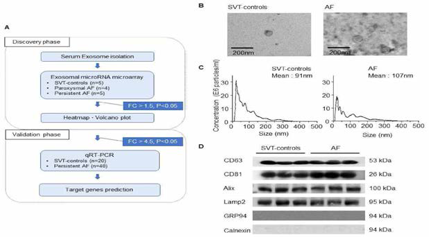 엑소좀의 특성 확인. (A) 대상군 모식도. (B) 전자현미경 소견. (C) Nanoparticle tracking analysis. (D) Western blot analysis - the exosomal marker proteins CD63, CD81, Alix, 및 Lamp2