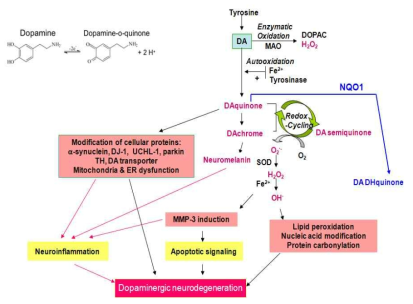 도파민신경세포에서 도파민 산화에 의해 유발되는 세포사멸 기전