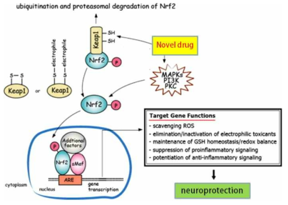 파킨슨 치료 타겟: Keap1/Nrf2 신호전달 활성을 통한 항산화 항염증 효능물질 개발