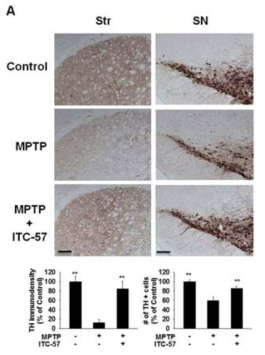 In vivo neuroprotective effects of ITC-57 on nigral dopaminergic neurons