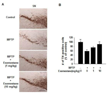 In vivo neuroprotective effects of Exemestane on nigral dopaminergic neurons