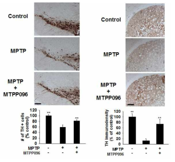 In vivo neuroprotective effects of MTPP096 on nigral dopaminergic neurons