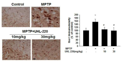 MPTP 투여 파킨슨동물에서 UHL-220의 선조체 소교세포 활성 방지 효과