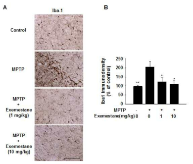 MPTP 투여 파킨슨동물에서 Exemestane의 선조체 소교세포 활성 방지 효과