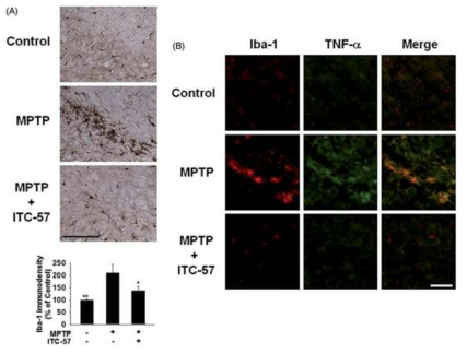 MPTP 투여 파킨슨동물선조체에서 ITC-57의 뇌염증 및 TNF-a 발현유도 방지 효과