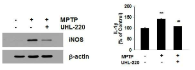 MPTP 투여 파킨슨동물에서 UHL-220의 선조체 iNOS 발현유도 및 IL-1beta 생성 방지 효과