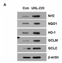 동물 선조체에서 UHL-220의 Nrf2 및 항산화효소들의 증가유도 효과