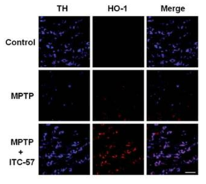 동물 선조체에서 ITC-57의 HO-1의 증가유도 효과