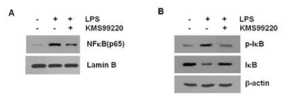 BV-2 소교세포에서 KMS99220의 NFkB 및 IKB 활성 억제 효과