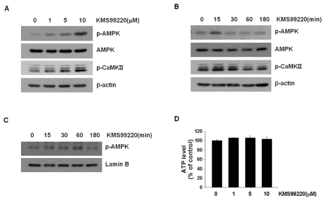 소교세포에서 KMS99220에 의한 AMPK 인산화