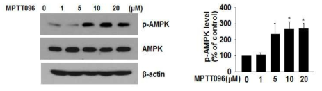 소교세포에서 MTPP096에 의한 AMPK 인산화