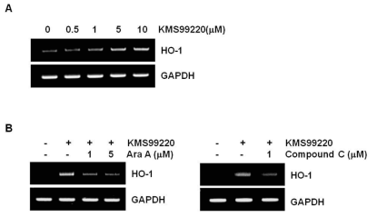 KMS99220에 의한 HO-1 발현 증가에서 AMPK의 관련성