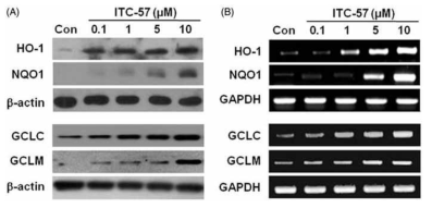 BV-2 소교세포에서 ITC-57의 항산화효소 발현유도 효과