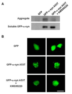 CATH.a 도파민 신경세포에서 KMS99220의 응집형 alpha-synuclein 감소유도 효과