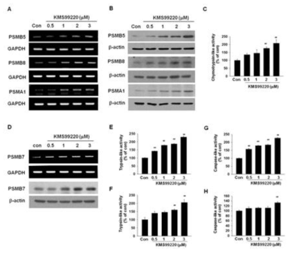 KMS99220 induced expression and activity of various proteasomal proteases