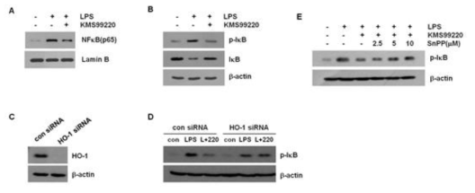 KMS99220에 의한 IKB-NFkB 염증신호 억제에서 HO-1의 역할