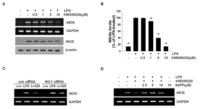 KMS99220에 의한 iNOS 발현 및 NO 생성의 억제에서 HO-1의 역할