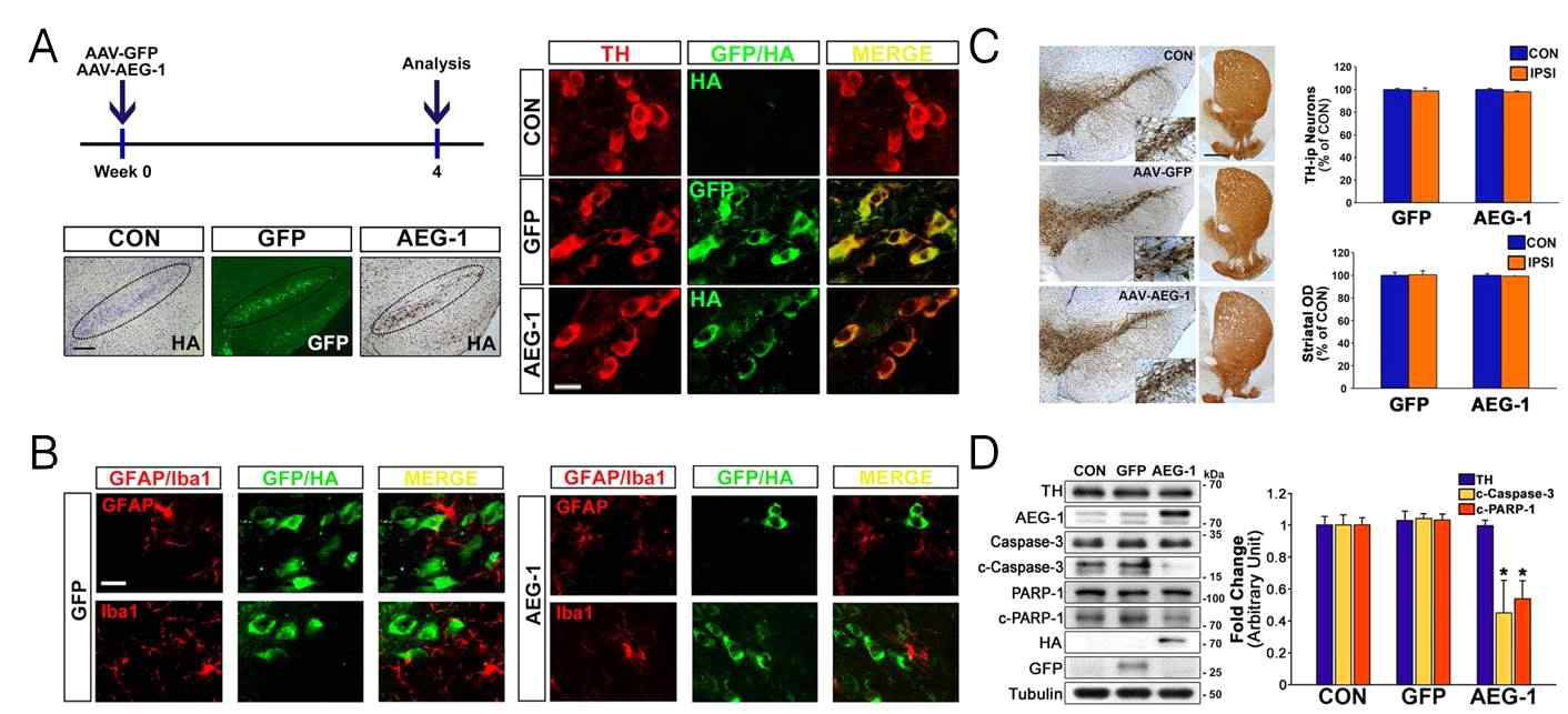 AAV 기반 유전자 구조물 도입 후 발현 양상 및 apoptosis 신호 활성도 변화 확인