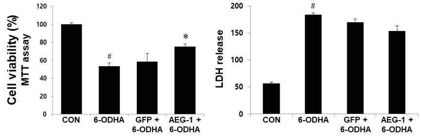 유전자 구조물 도입에 의한 도파민 신경세포 보호효과 확인 in vitro (좌) MTT 환원 정도를 분석한 결과, 6-OHDA 투여 후 신경세포 생존 비율은 AEG-1 도입군에서 가장 높았으며, (우) 6-OHDA 투여에 의한 세포사멸로 인한 LDH 분비 정도는 AEG-1 도입군에서 가장 많이 억제되는 것을 확인할 수 있었음